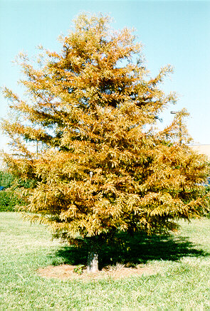 Bald Cypress in the Fall