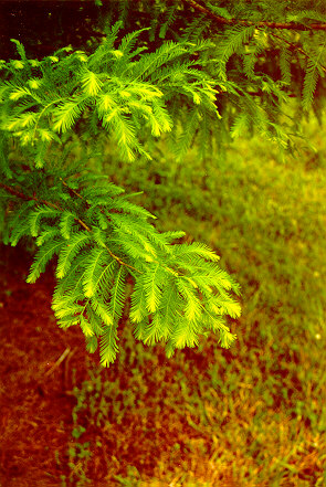 Bald Cypress Foliage