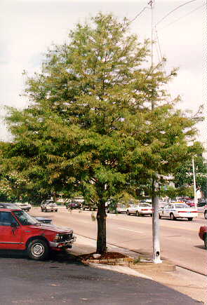 Bald Cypress