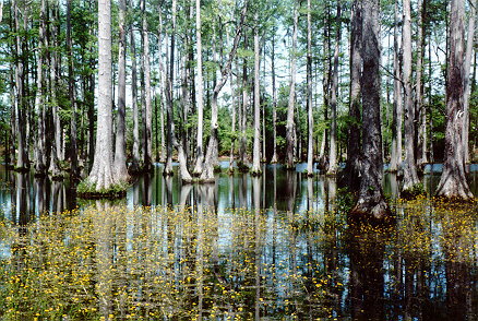 Swamp
