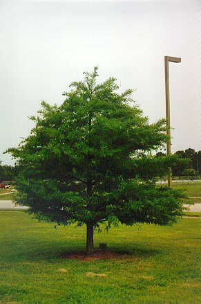 Bald Cypress