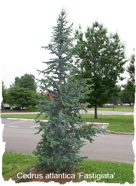 Blue Atlas Cedar