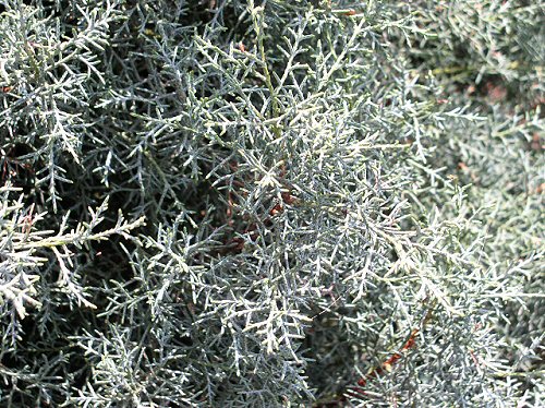 Blue Ice Arizona Cypress foliage