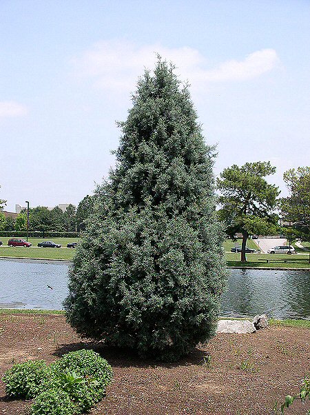 Blue Ice Arizona Cypress