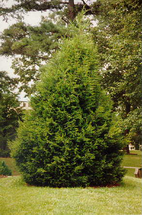 Castlewellen Leland Cypress
