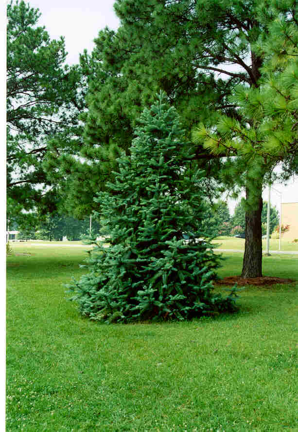 Blue Chinafir