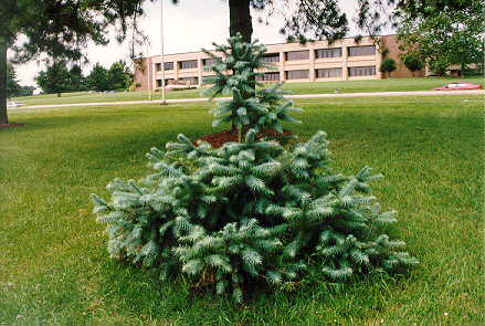Blue Chinafir