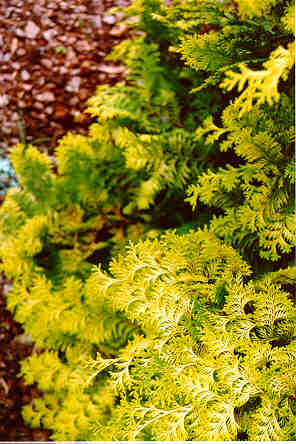 Crippsii Hinoki Falsecypress foliage