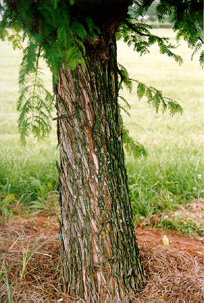 Dawn Redwood bark