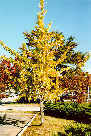 Gingko in the fall