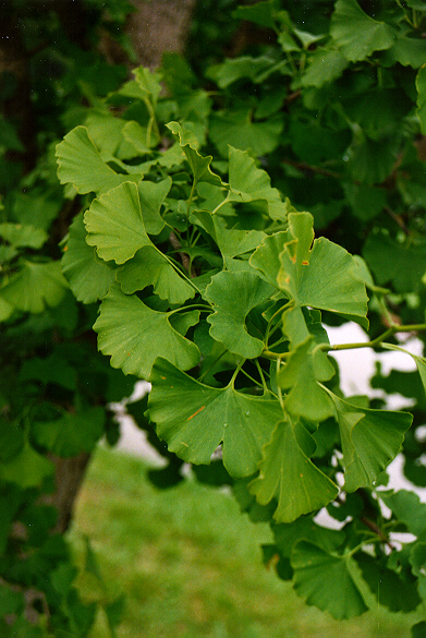 Gingko foliage