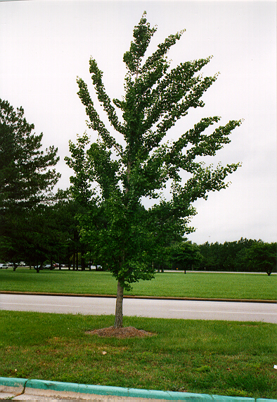 Gingko