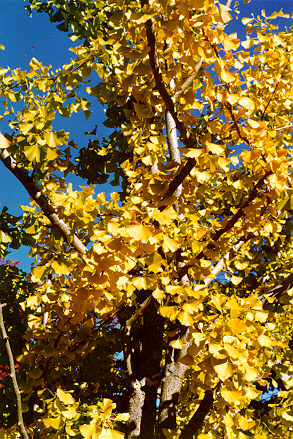 Gingko foliage in the fall