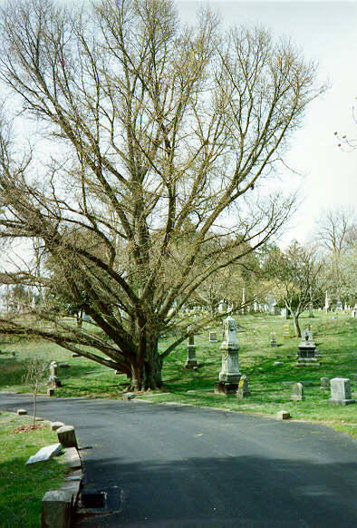 Gingki in graveyard