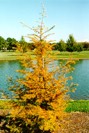 Golden Larch in the fall