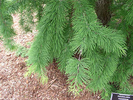 Golden Larch foliage