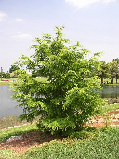 Golden Larch