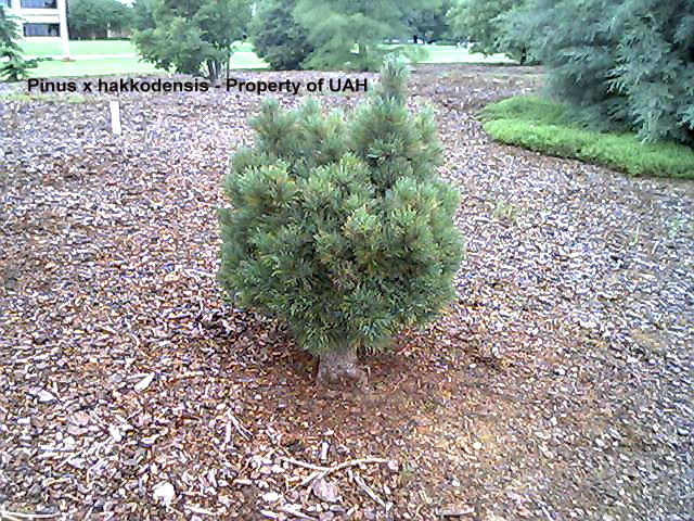 Pinus x hakkodensis May 2002