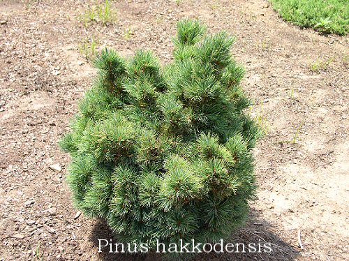 Pinus x hakkodensis May 2003
