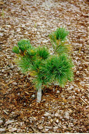 Pinus x hakkodensis size