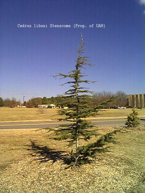 Hardy Cedar of Lebanon variety