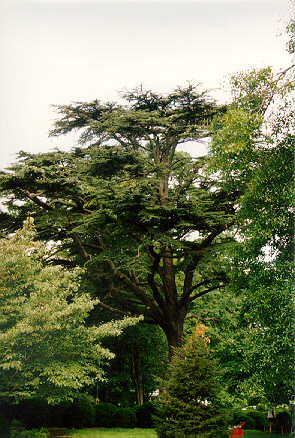 Hardy Cedar of Lebanon