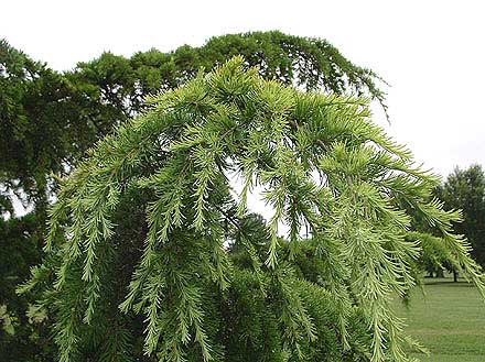 Golden Himalayan Cedar foliage