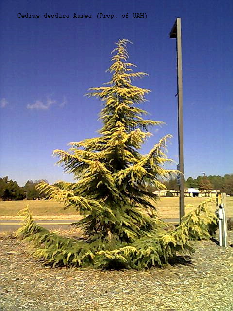 Golden Himalayan Cedar