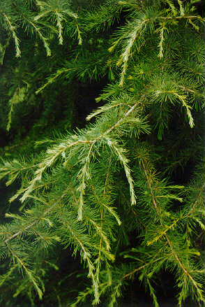 'Kashmir' Himalayan Cedar foliage