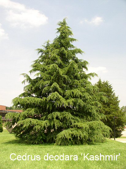'Kashmir' Himalayan Cedar