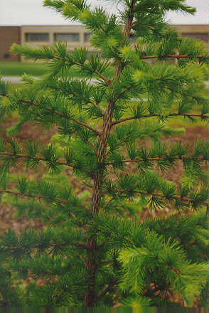 Japanese Larch bark