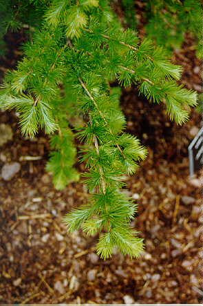Japanese Larch foliage