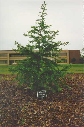 Japanese Larch