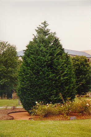 Leyland Cypress