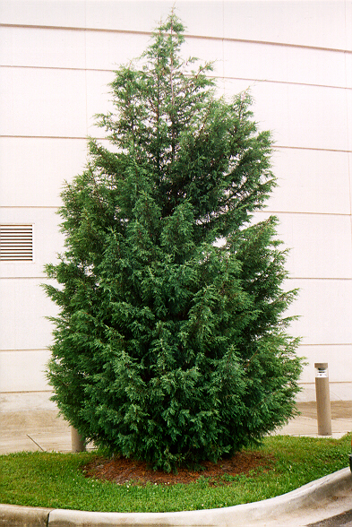 Naylor's Blue Leyland Cypress