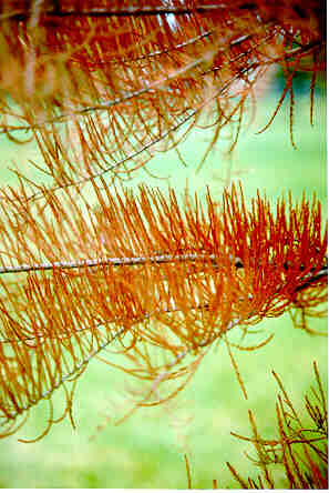 Pond Cypress foliage in the Fall