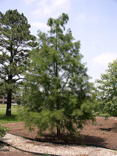 Pond Cypress