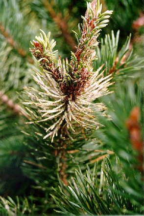 French Blue Scotch Pine with pine needle scale