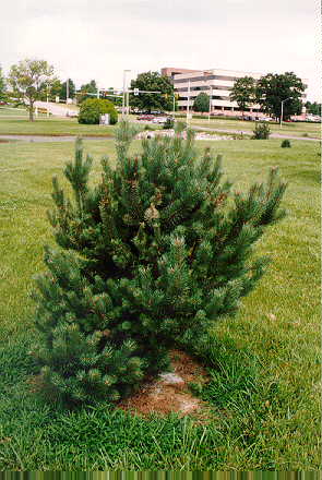 French Blue Scotch Pine
