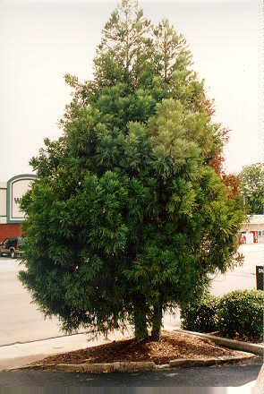 Sekkan Sugi Japanese Cryptomeria used in landscaping