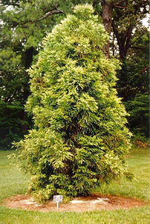 Sekkan Sugi Japanese Cryptomeria