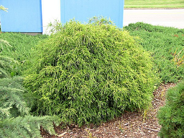 Golden Threadleaf Falsecypress