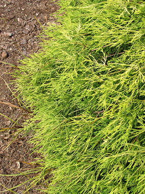 Golden Threadleaf Falsecypress texture