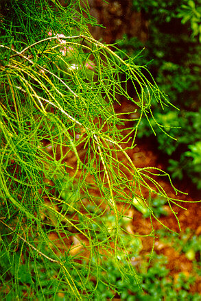 weeping-foliage