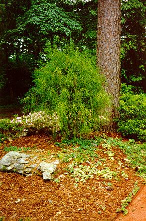 Weeping Threadleaf Arborvitae used in landscaping