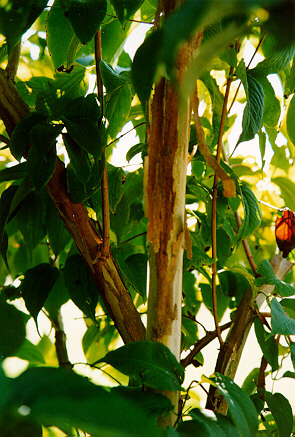 Seven Sons Tree bark