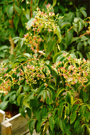 Seven Sons Tree calyx