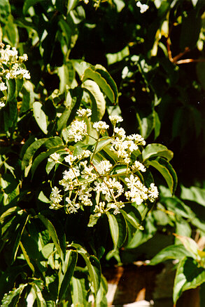 Seven Sons Tree flowers