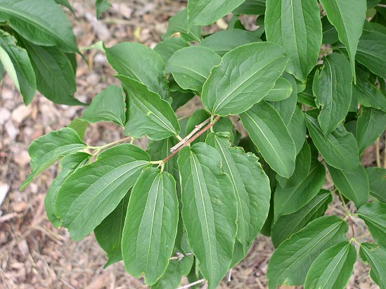 Seven Sons Tree foliage