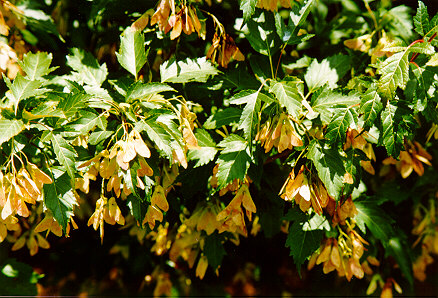 Amur Maple